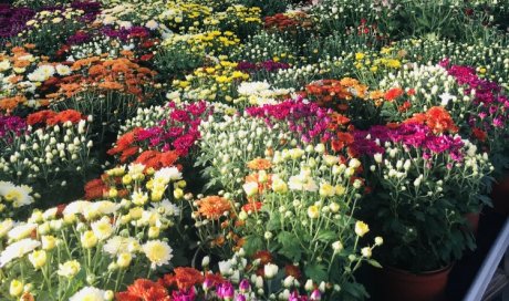 Multiplantes producteur de chrysanthèmes à Saint-Joseph