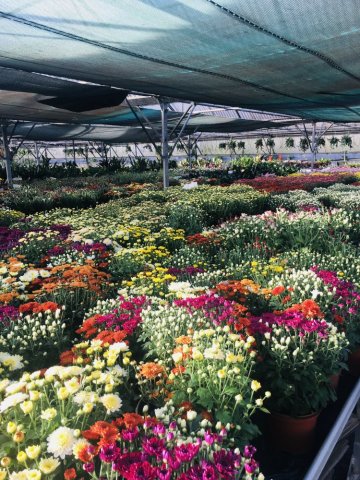 Multiplantes producteur de chrysanthèmes à Saint-Joseph