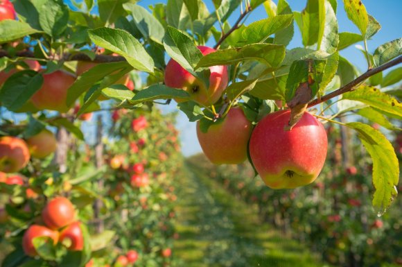 Pépinière pour la vente d’arbre fruitier 