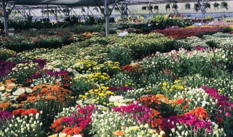 Multiplantes producteur de chrysanthèmes à Saint-Joseph