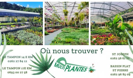 Multiplantes producteur Tampon Saint-Pierre Saint-Joseph