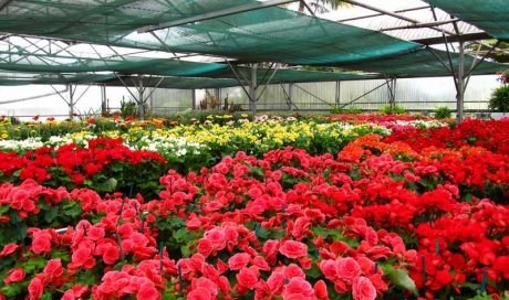 MULTIPLANTES Saint-Denis - Producteur de fleurs