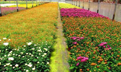 MULTIPLANTES Saint-Denis - Producteur de chrysantheme