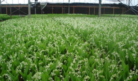 MULTIPLANTES Saint-Denis - Producteur de fleurs