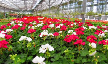 MULTIPLANTES Saint-Denis - Producteur de geranium