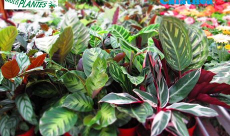 MULTIPLANTES Saint-Denis - Producteur de plantes et pépinière