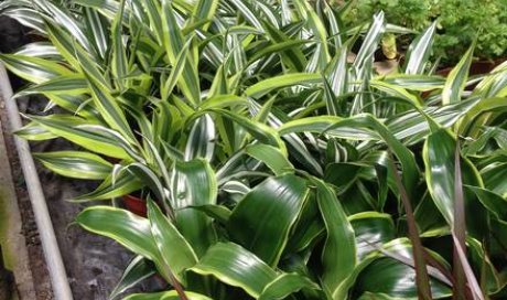 MULTIPLANTES Saint-Denis - Producteur de plantes et pépinière