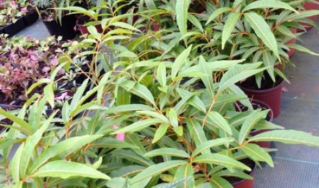 MULTIPLANTES Saint-Denis - Producteur de plantes et pépinière