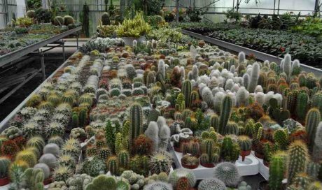 MULTIPLANTES Saint-Denis - Producteur de cactus