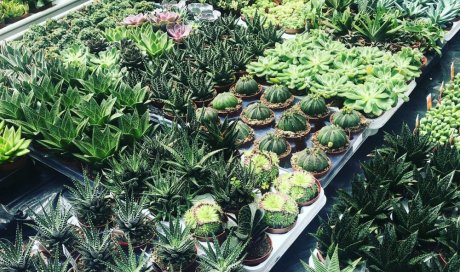 MULTIPLANTES Saint-Denis - Producteur de succulentes