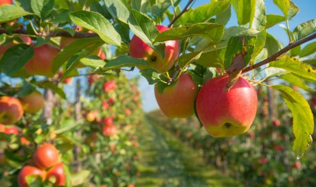 Pépinière pour la vente d’arbre fruitier 