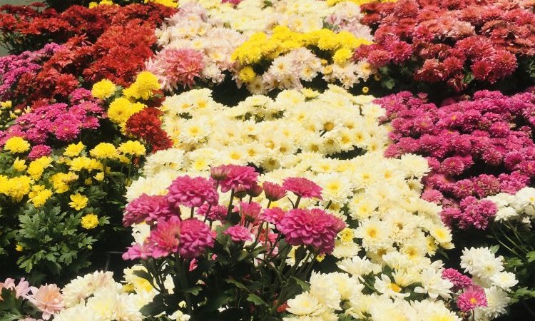 MULTIPLANTES Saint-Denis - Producteur de chrysantheme