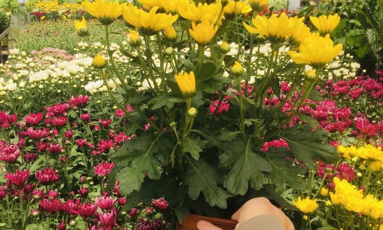 MULTIPLANTES Saint-Denis - Producteur de chrysantheme