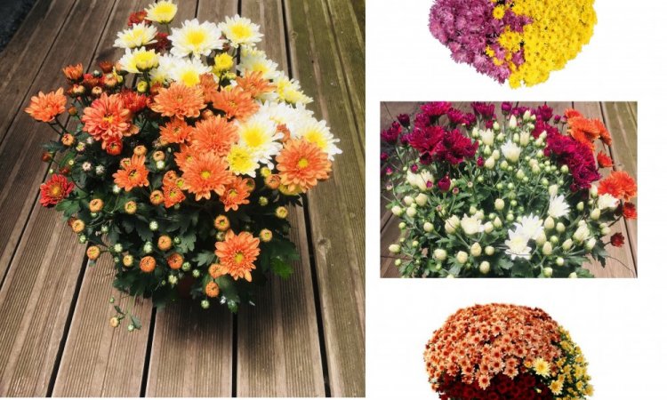 MULTIPLANTES Saint-Denis - Producteur de chrysantheme