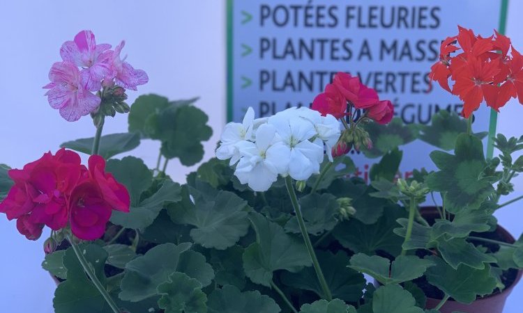 MULTIPLANTES Saint-Denis - Producteur de geranium