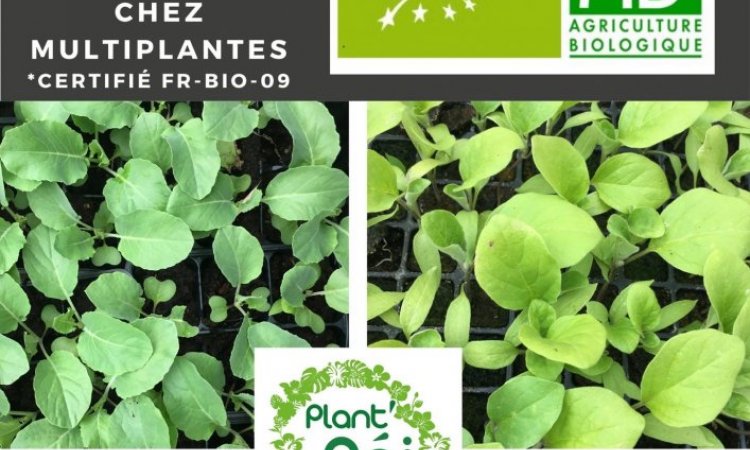 MULTIPLANTES Saint-Denis - Producteur de plants de legumes