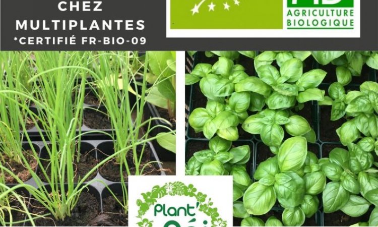 MULTIPLANTES Saint-Denis - Producteur de plantes aromatiques