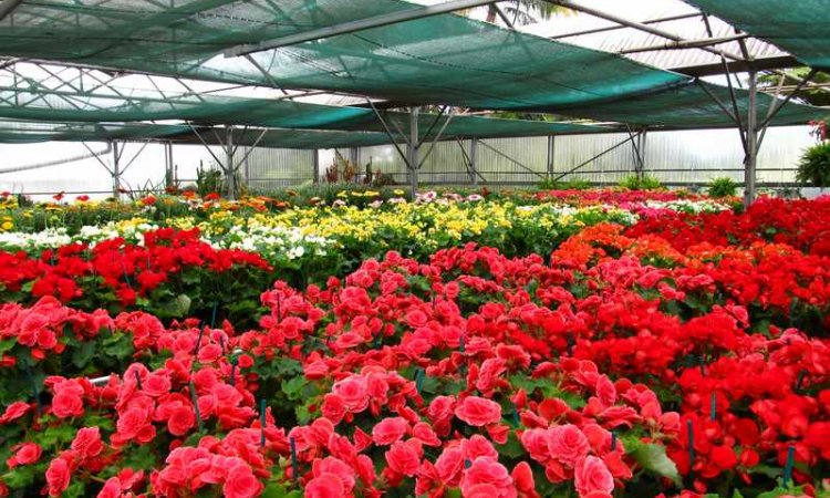 MULTIPLANTES Saint-Denis - Producteur de fleurs