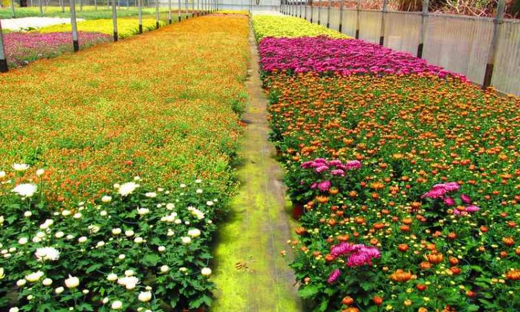 MULTIPLANTES Saint-Denis - Producteur de chrysantheme