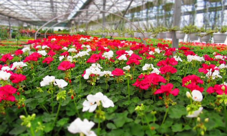 MULTIPLANTES Saint-Denis - Producteur de geranium