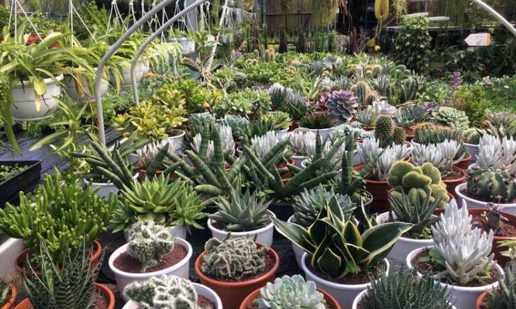 MULTIPLANTES Saint-Denis - Producteur de cactus