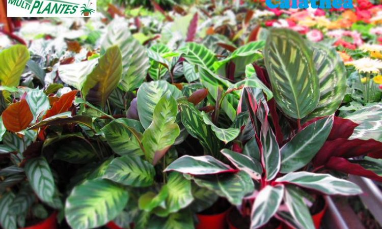 MULTIPLANTES Saint-Denis - Producteur de plantes et pépinière