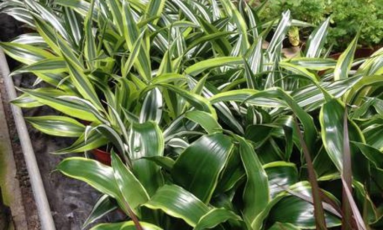 MULTIPLANTES Saint-Denis - Producteur de plantes et pépinière