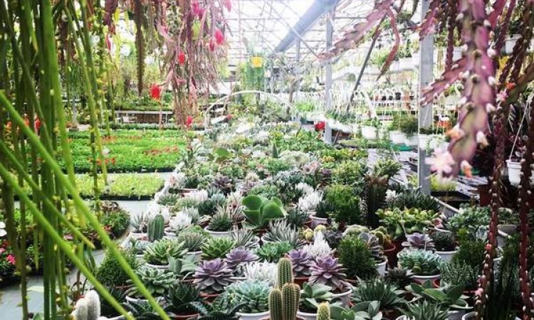 MULTIPLANTES Saint-Denis - Producteur de cactus