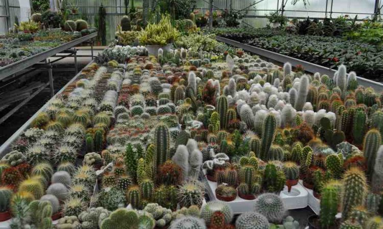 MULTIPLANTES Saint-Denis - Producteur de cactus