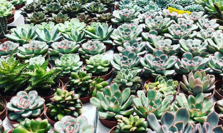 MULTIPLANTES Saint-Denis - Producteur de succulentes