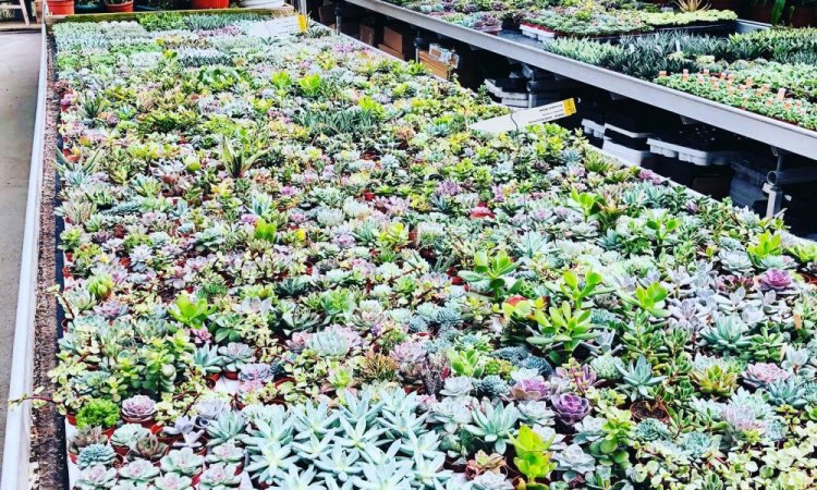 MULTIPLANTES Saint-Denis - Producteur de succulentes